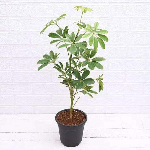 Schefflera - Plant